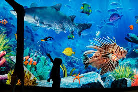 Sea life ocean world with transfer
