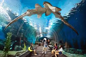 Under water World Pattaya Ticket